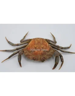 Opgezette krab (Liocarcinus )