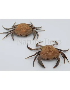 Opgezette krab (Liocarcinus )