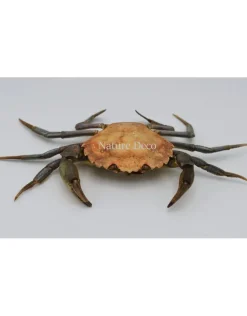 Opgezette krab XL (Liocarcinus )