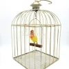 Opgezette lovebird (Agapornis roseicollis), dwergpapegaai in vogelkooi