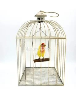 Opgezette lovebird (Agapornis roseicollis), dwergpapegaai in vogelkooi