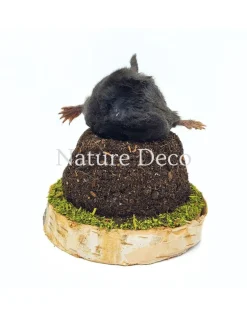 Opgezette mol in grond 10 x 10 x 11 cm