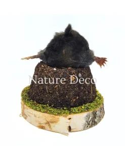 Opgezette mol in grond 10 x 10 x 11 cm