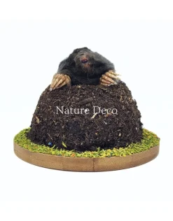 Opgezette mol in grond (bovenlichaam zichtbaar) 11 x 11 x 9 cm
