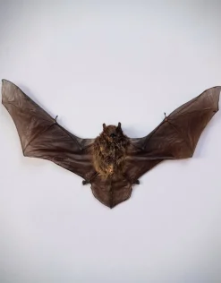 Opgezette Pipistrellus species (vleermuis) vliegend
