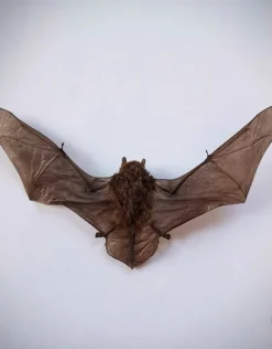 Opgezette Pipistrellus species (vleermuis) vliegend