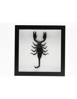 Opgezette schorpioen in luxe 3D lijst