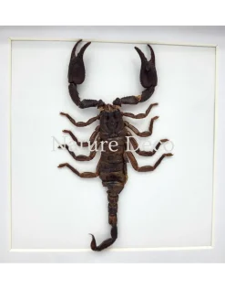 Opgezette schorpioen medium (Heterometrus sp.) in luxe 3D lijst 17 x 17 cm