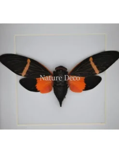 Oranje cicade (Toseana Paviei) in luxe 3D lijst 12 x 12cm