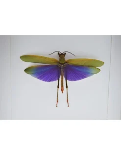 Paarse sprinkhaan (Lophacris Albipes) in luxe 3D lijst 22 x 22cm