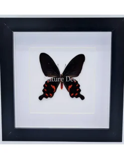 Pachiliopta Kotzebueain luxe 3D lijst 17 x 17cm