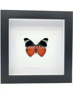 Panacea Prola in luxe 3D lijst 17 x 17 cm