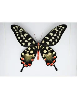 Papilio Antenor in luxe 3D lijst 22 x 22cm