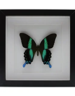 Papilio Blumei in luxe 3D lijst 22 x 22cm
