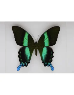 Papilio Blumei in luxe 3D lijst 22 x 22cm