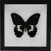 Papilio Gambrisius Colossus in luxe 3D lijst 22 x 22cm
