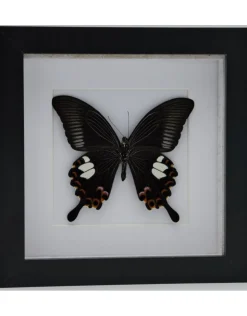 Papilio Helenus in luxe 3D lijst 17 x 17cm
