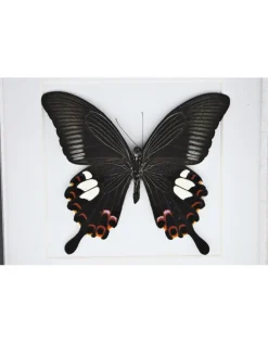 Papilio Helenus in luxe 3D lijst 17 x 17cm