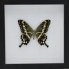 Papilio Lormieri in luxe 3D lijst 22 x 22cm