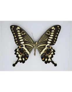 Papilio Lormieri in luxe 3D lijst 22 x 22cm