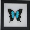 Papilio Lorquinianus in luxe 3D lijst 17 x 17cm
