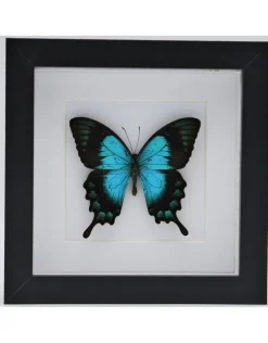 Papilio Lorquinianus in luxe 3D lijst 17 x 17cm