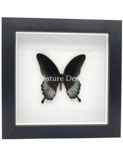 Papilio Lowi in luxe 3D lijst 17 x 17 cm