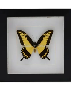 Papilio Lycophron in luxe 3D lijst