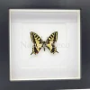 Papilio Machaon (Koninginnenpage) in luxe 3D lijst 17 x 17 cm