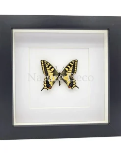 Papilio Machaon (Koninginnenpage) in luxe 3D lijst 17 x 17 cm