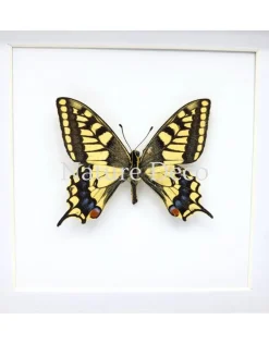 Papilio Machaon (Koninginnenpage) in luxe 3D lijst 17 x 17 cm