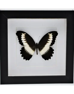 Papilio Mechowianus in luxe 3D lijst 17 x 17cm