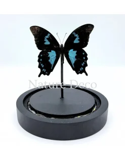 Papilio Oribazus in LED stolp 12 x 13,5 cm
