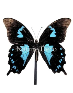 Papilio Oribazus in LED stolp 12 x 13,5 cm