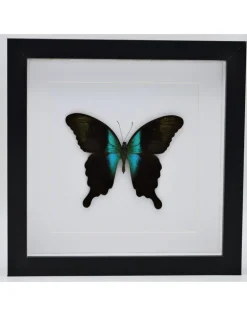 Papilio Peranthus Adamantius in luxe 3D lijst 22 x 22cm