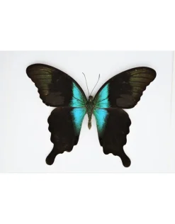 Papilio Peranthus Adamantius in luxe 3D lijst 22 x 22cm