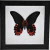 Papilio Rumanzovia in luxe 3D lijst 17 x 17cm