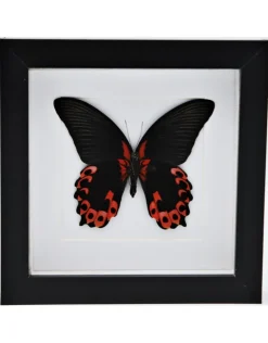 Papilio Rumanzovia in luxe 3D lijst 17 x 17cm