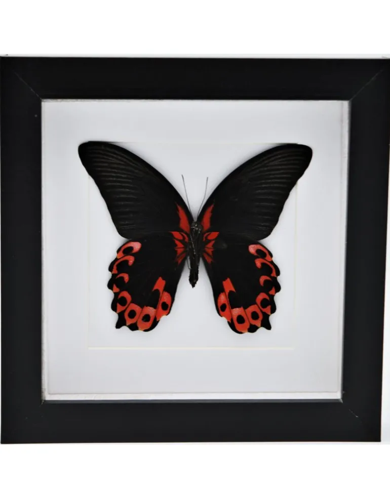Papilio Rumanzovia in luxe 3D lijst 17 x 17cm
