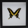 Papilio Thoas in luxe 3D lijst 22 x 22cm