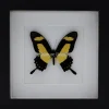 Papilio Torquatus in luxe 3D lijst 17 x 17cm