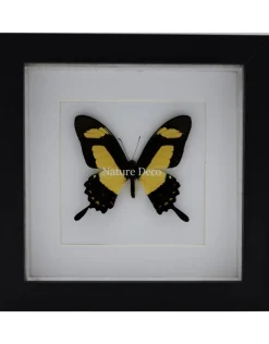 Papilio Torquatus in luxe 3D lijst 17 x 17cm
