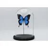 Papilio Ulysess in led stolp 24,5 x 17cm