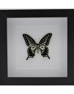Papilio Xuthus in luxe 3D lijst 17 x 17cm