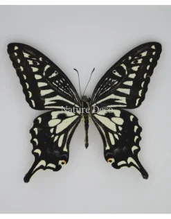Papilio Xuthus in luxe 3D lijst 17 x 17cm