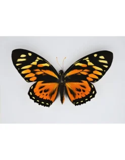 Papilio Zagreus in luxe 3D lijst 22 x 22cm
