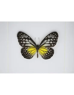 Parantica Aspasia in luxe 3D lijst 17 x 17cm