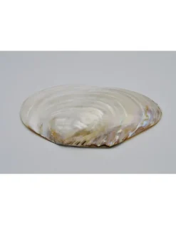 Parelmoer schelp