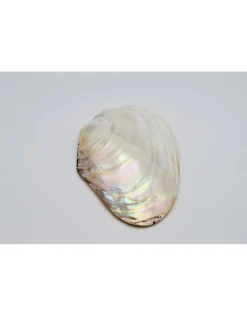 Parelmoer schelp