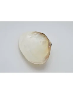 Parelmoer schelp